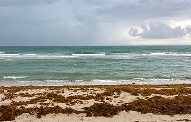 Beach in Florida seaweed