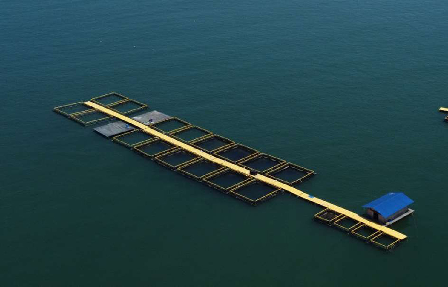An aerial photo of Barramundi Group's in-water net pens.