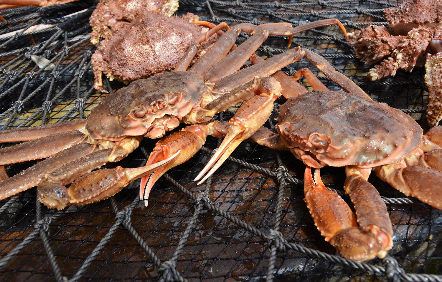 Snow crab