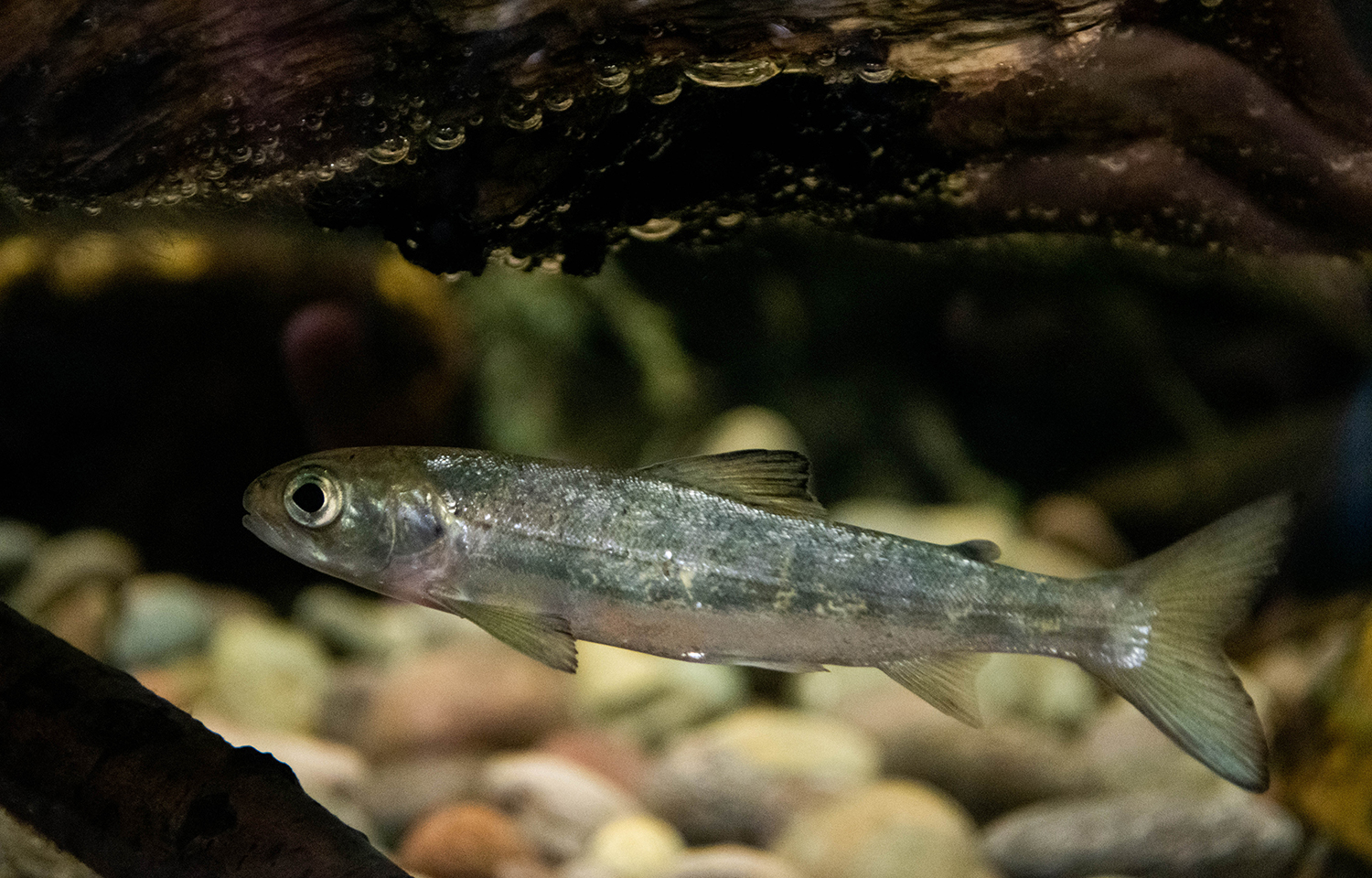 An Atlantic salmon smolt
