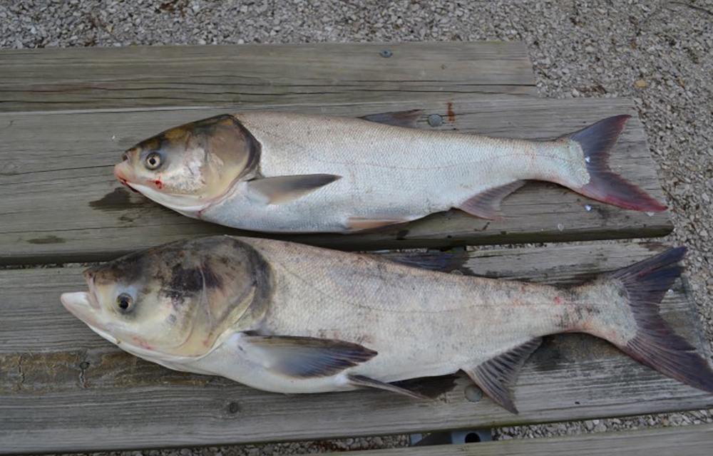 invasive carp