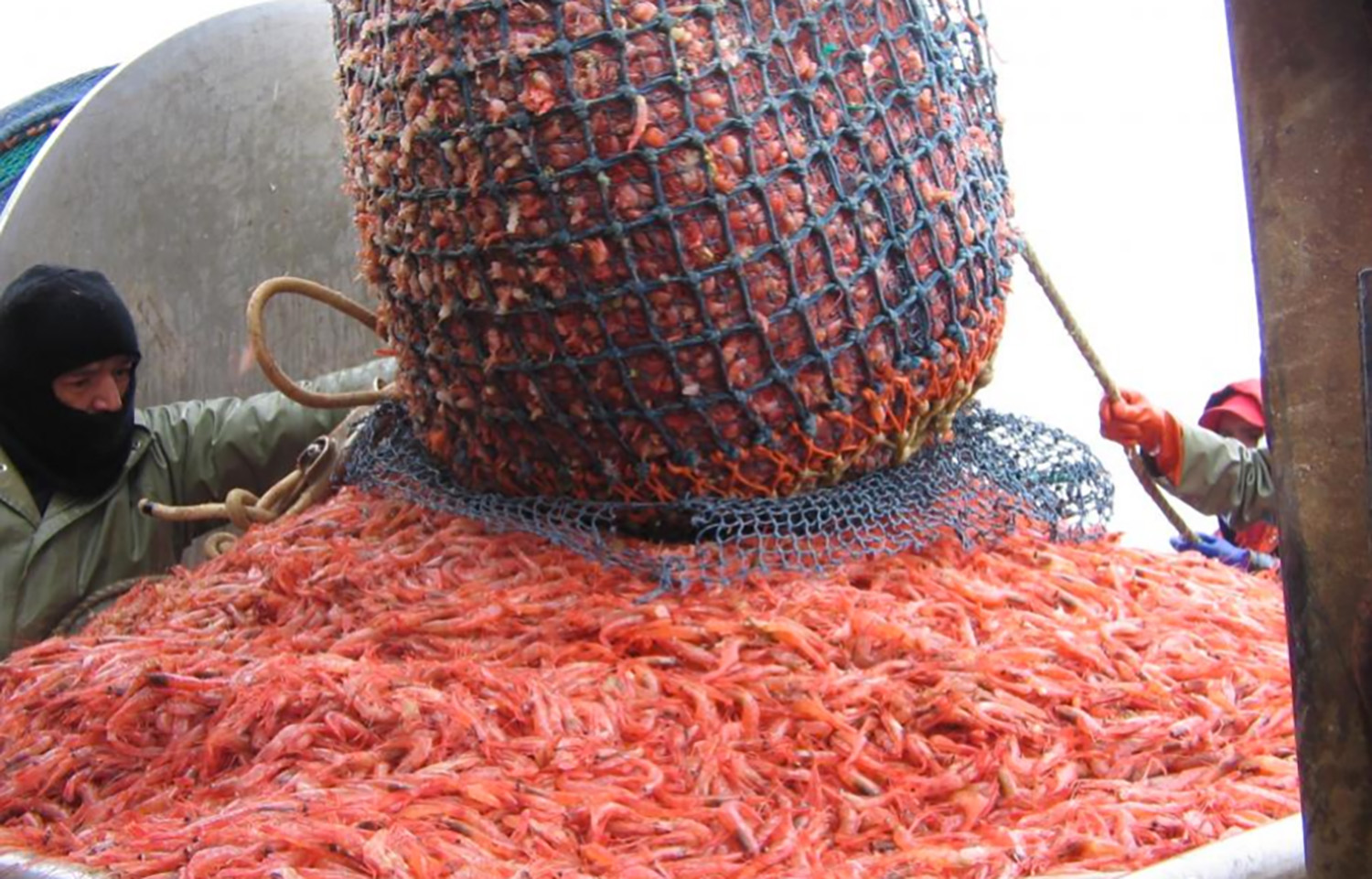 Canada reopens northern shrimp fishery off Newfoundland after 11-year closure