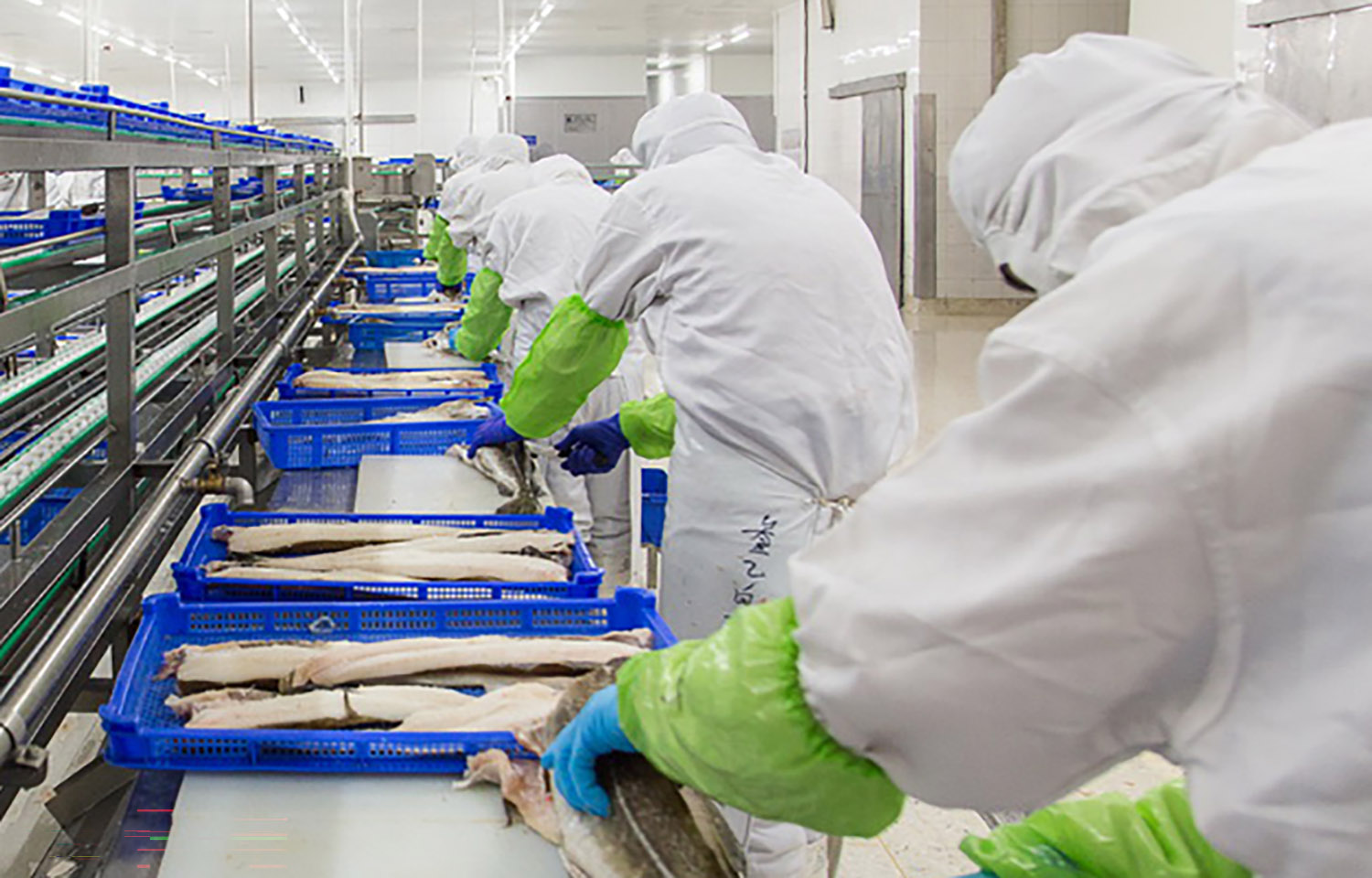Chinese whitefish processors