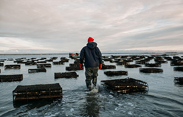 An oyster farm operated by Island Creek Oysters.