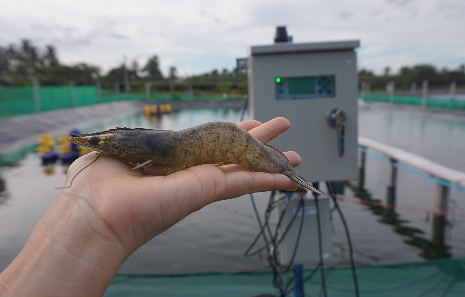 FAI launches “Shrimp Hub” welfare tool for farmers