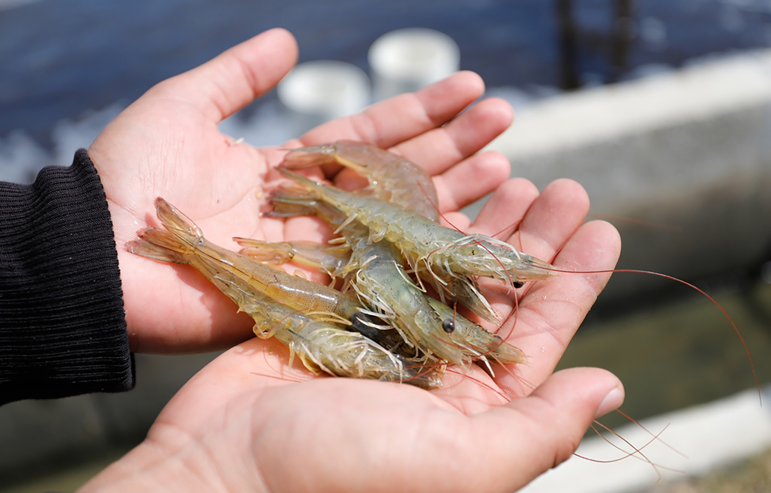 Ecuador’s aquaculture chamber looking to attract more investments in nation’s shrimp industry