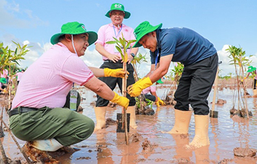 A mangrove restoration project in Vietnam.