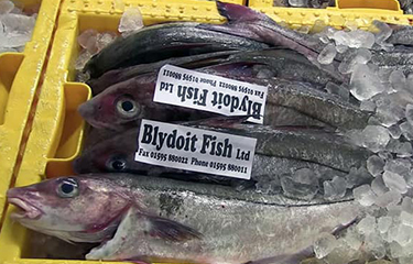 Fish sold by Blydoit Fish.