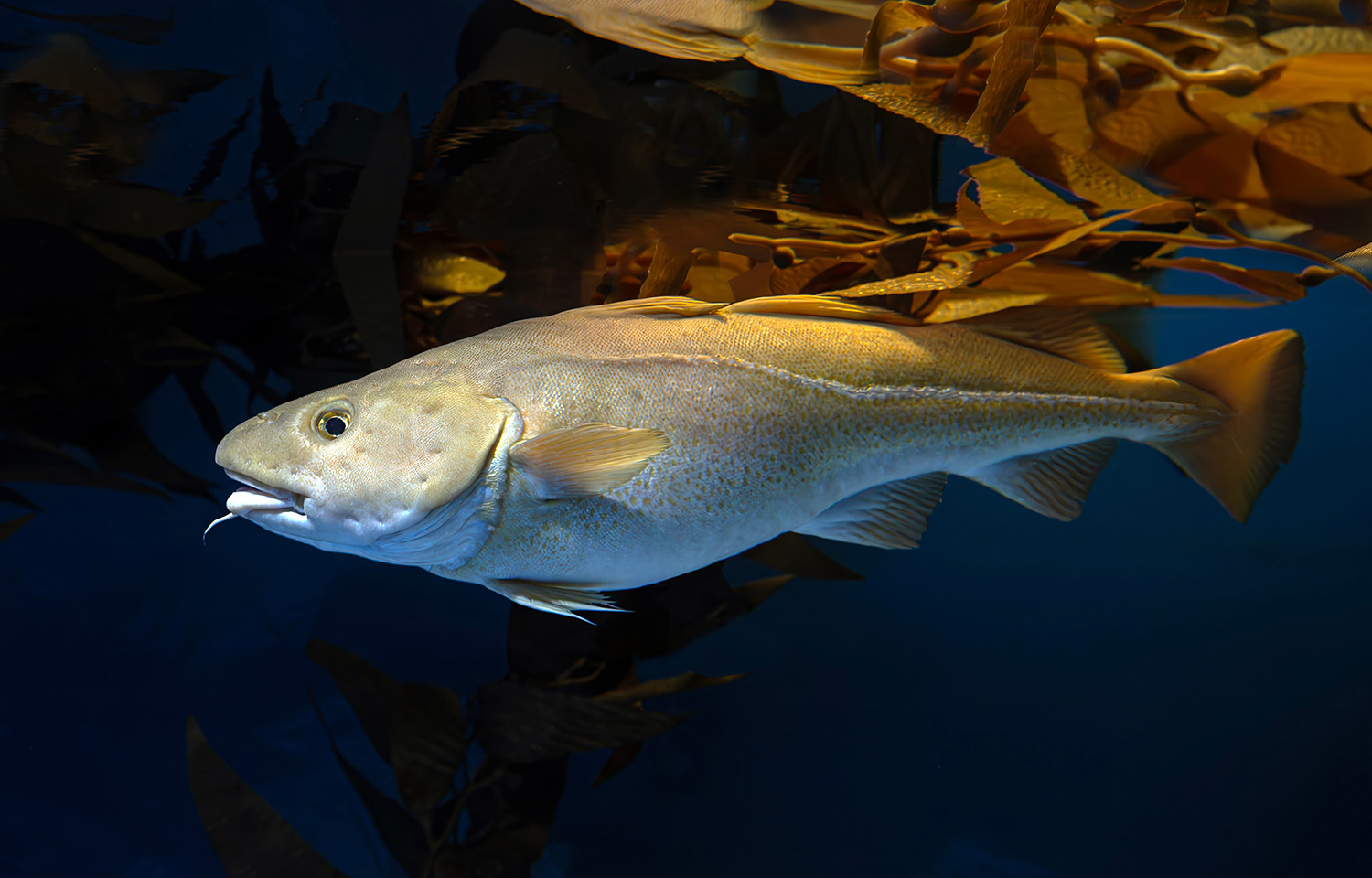 An Atlantic cod
