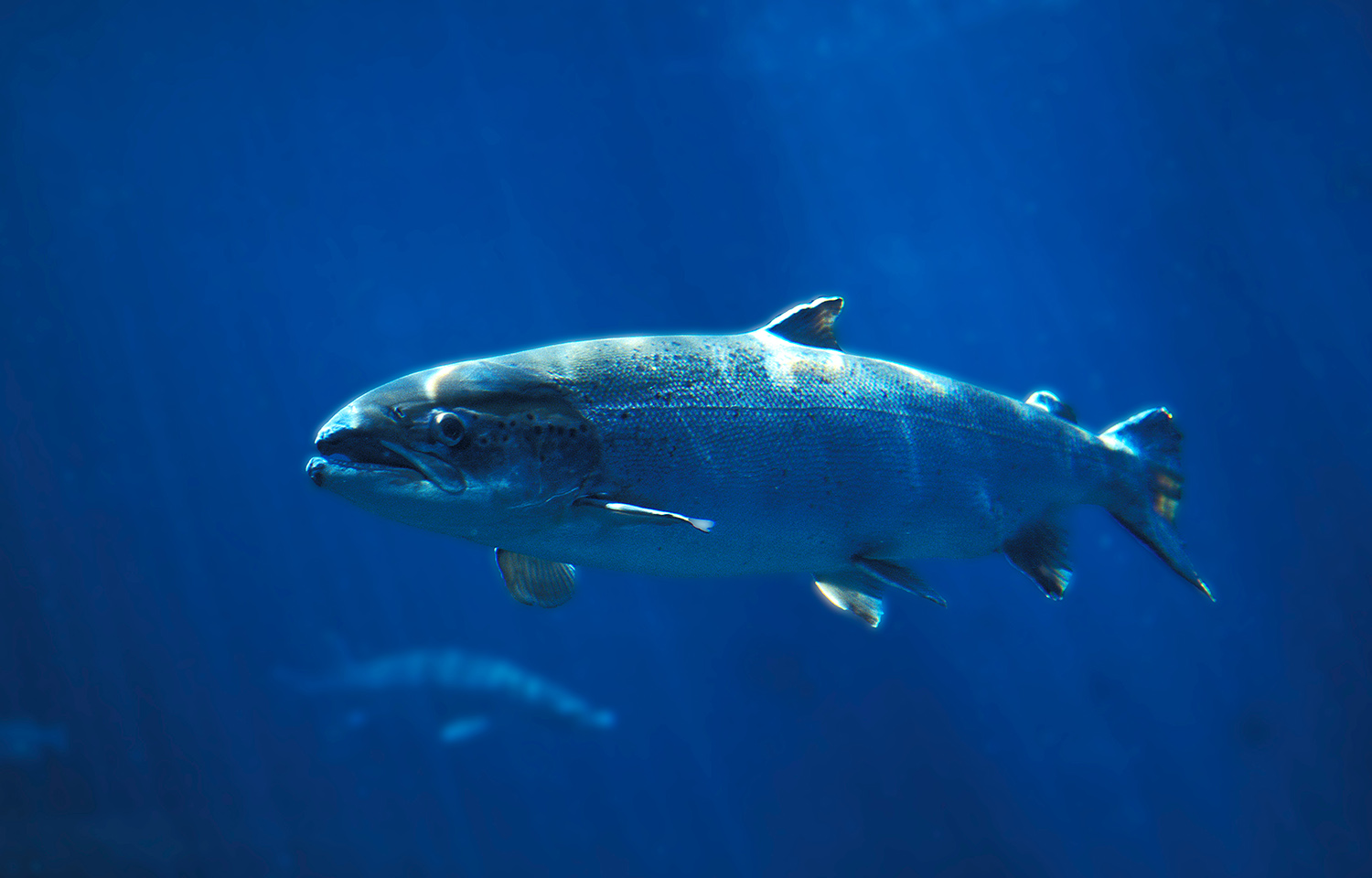 Atlantic salmon