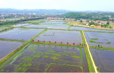 red swamp in China