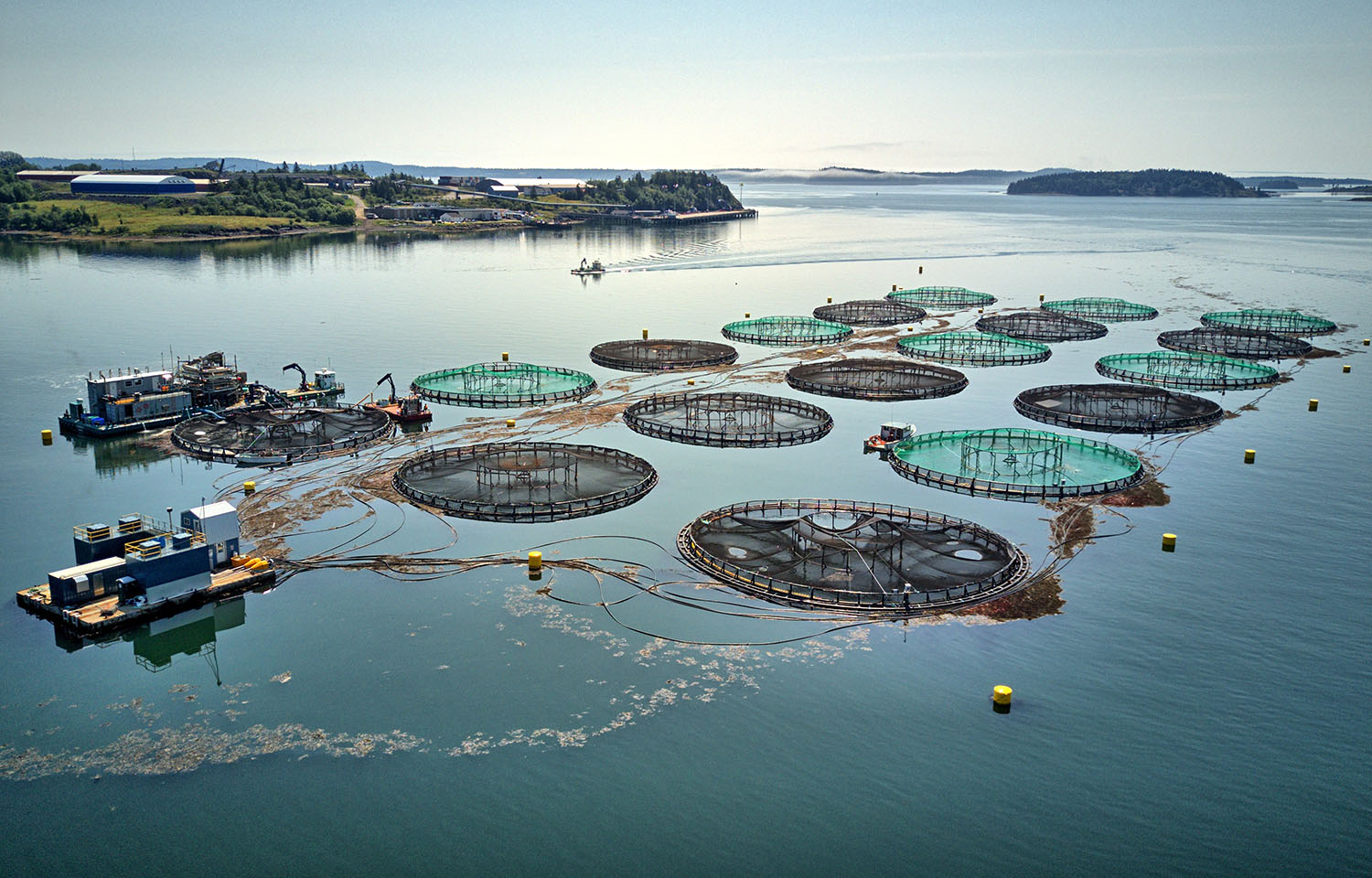 ScaleAQ announces new feed barge is coming to Japan this year