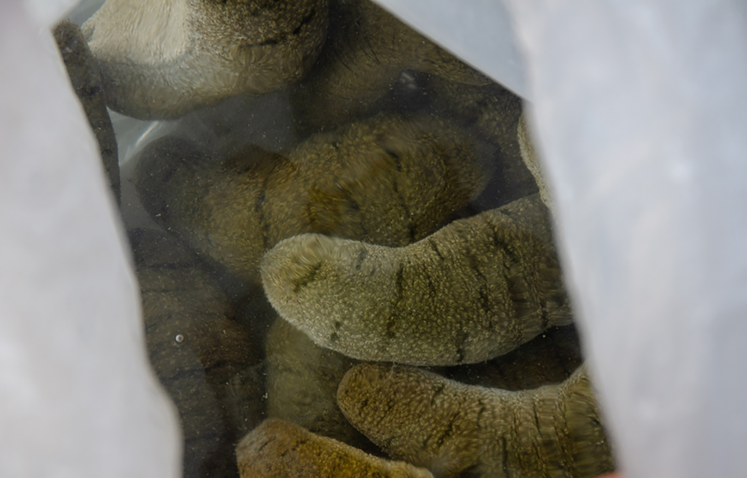 The Holothurian scabra species of sea cucumber, which is commonly found off the waters of Oman