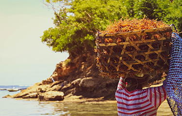 A woman in Indonesia harvesting seaweed.