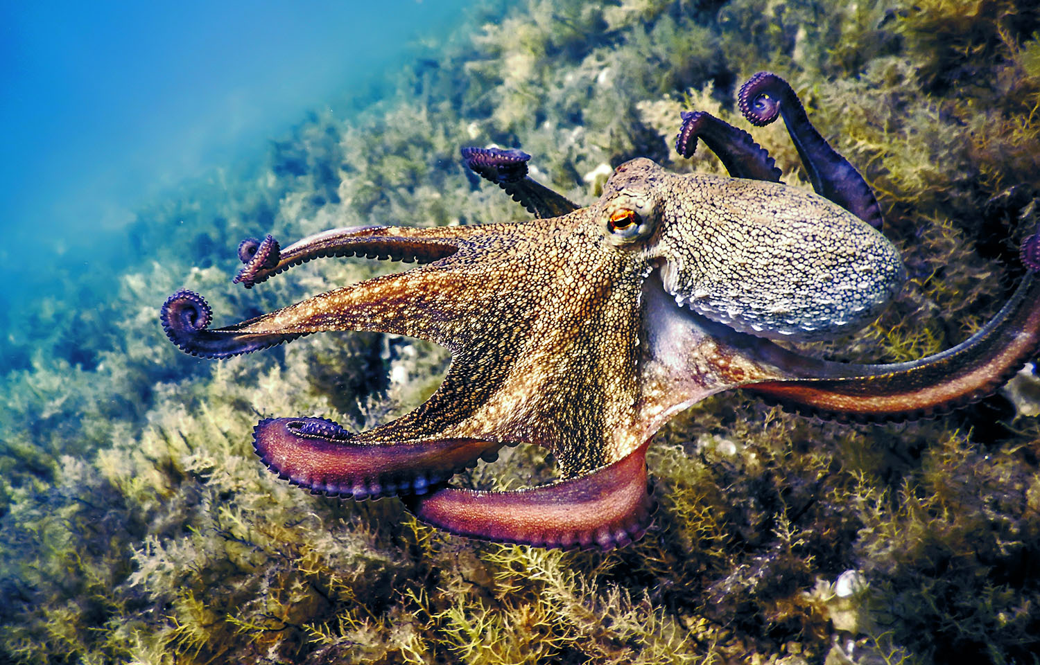 A photo of a common octopus.