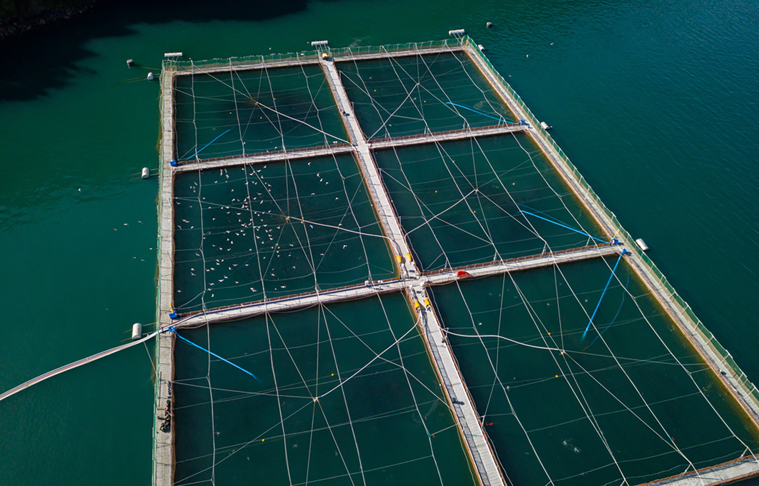 A Chilean salmon farm