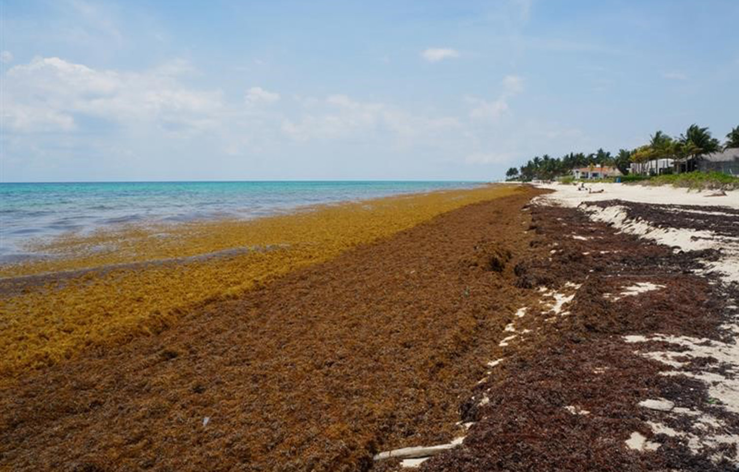 Sargassum inundation events beginning earlier, lasting longer on US coasts, study finds