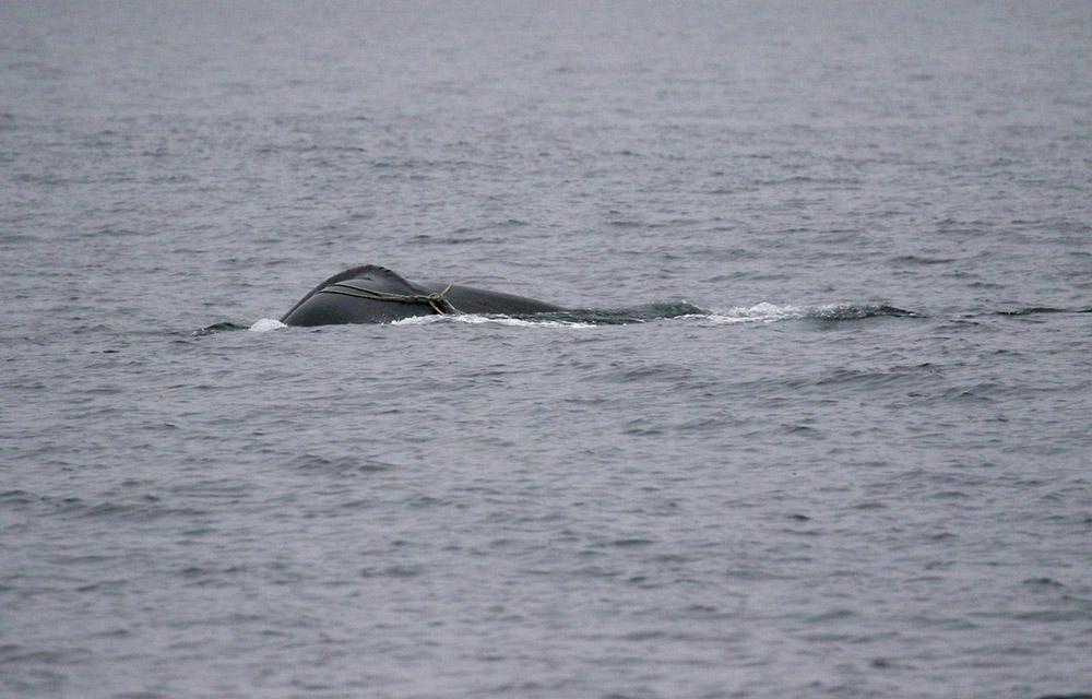 an entangled whale