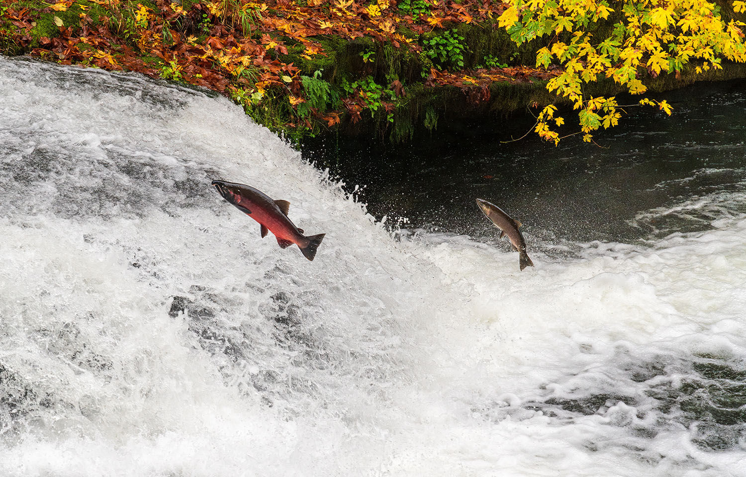 A photo of salmon in Oregon