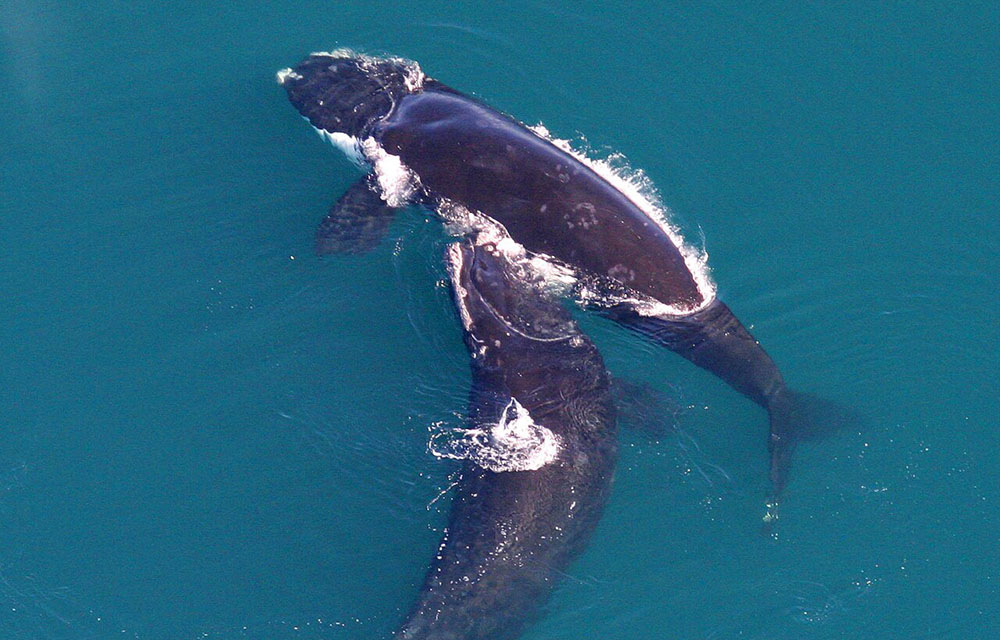 North Atlantic right whales