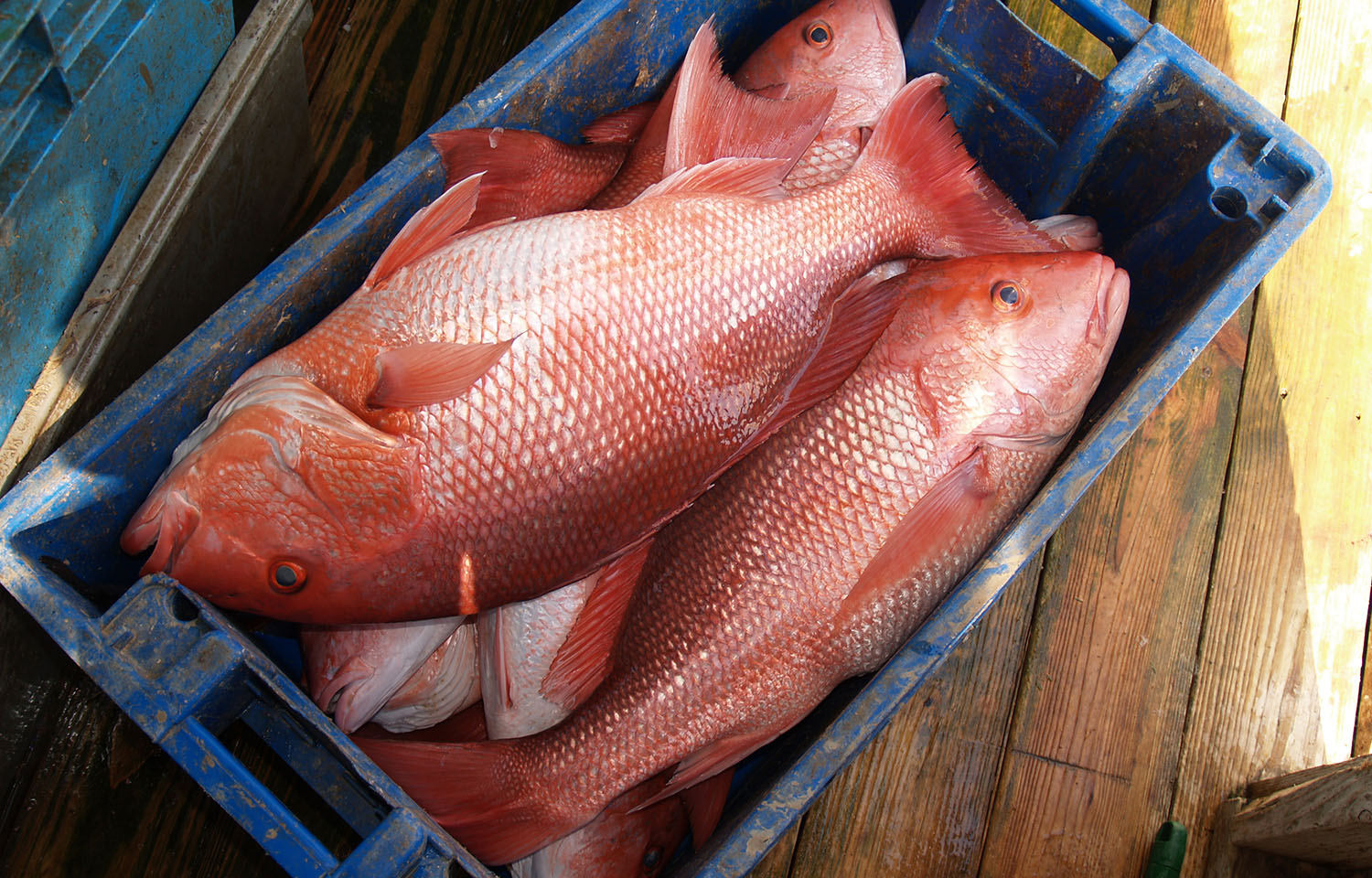 Florida asks permission to control recreational red snapper in federal waters in the Southeast Atlantic