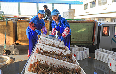 Workers handling prawns for processing at a seafood processing plant in northern China.