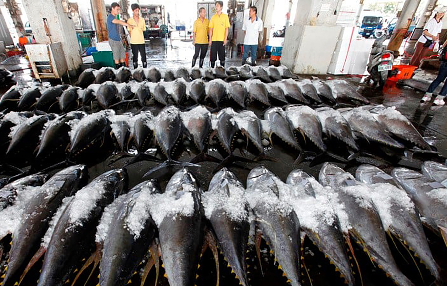 Whole tuna on ice in a Chinese market