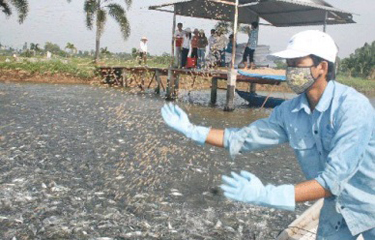 A worker in Vietnam throwing feed to a pond filled with pangasius.