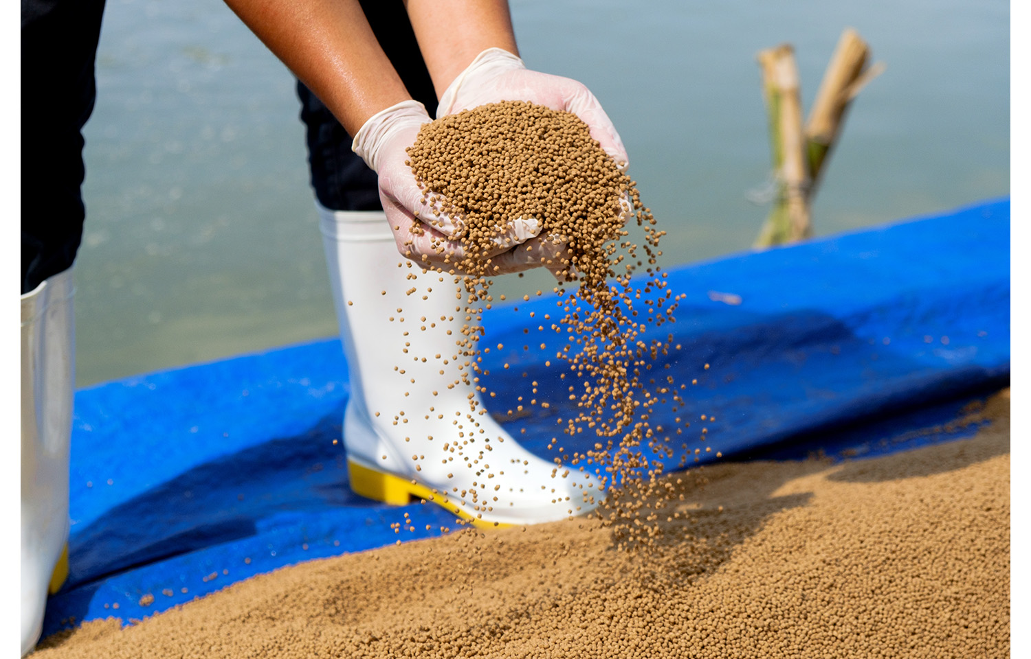 A photo of a farmer holding pangasius feed | Photo courtesy of Son Truong/Shutterstock