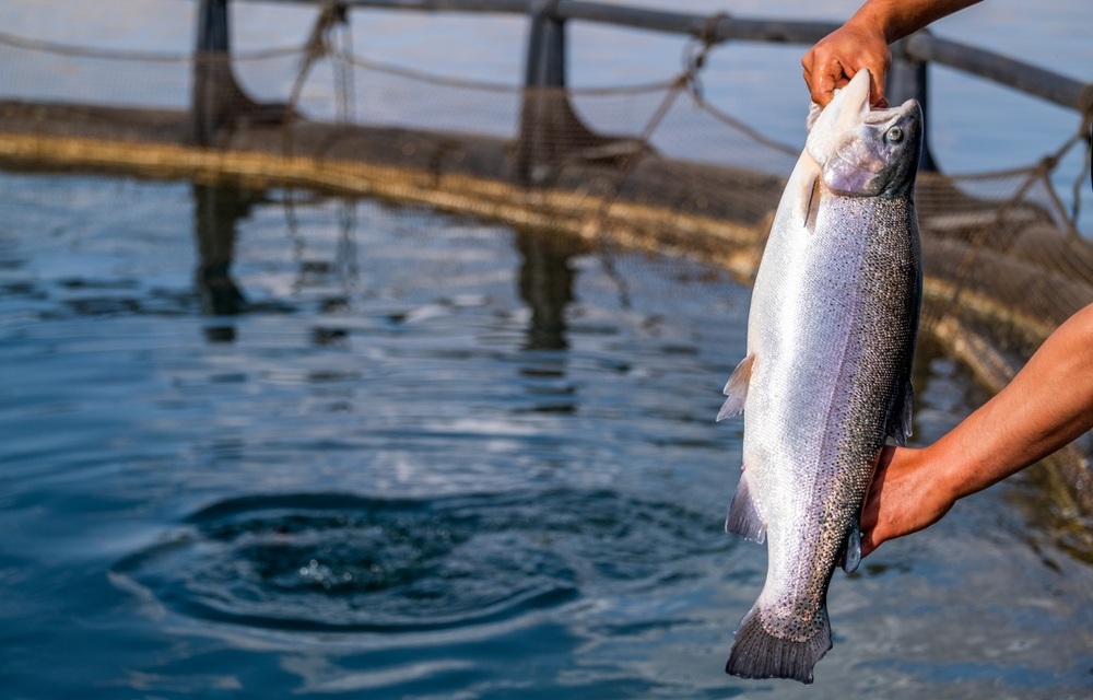 A salmon being pulled out of a net pen