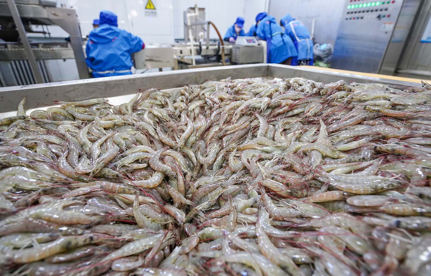 Shrimp fisheries under scrutiny