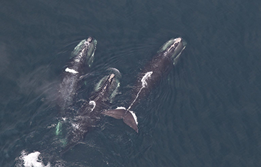 Right whales.