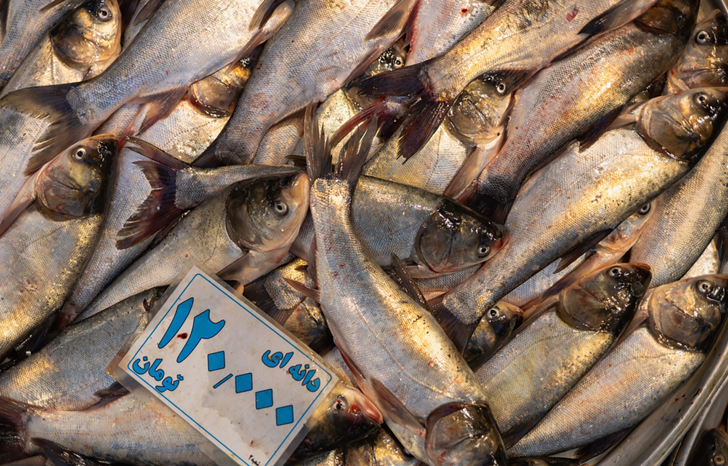 Iran reports surge in seafood exports, projects further growth in 2026