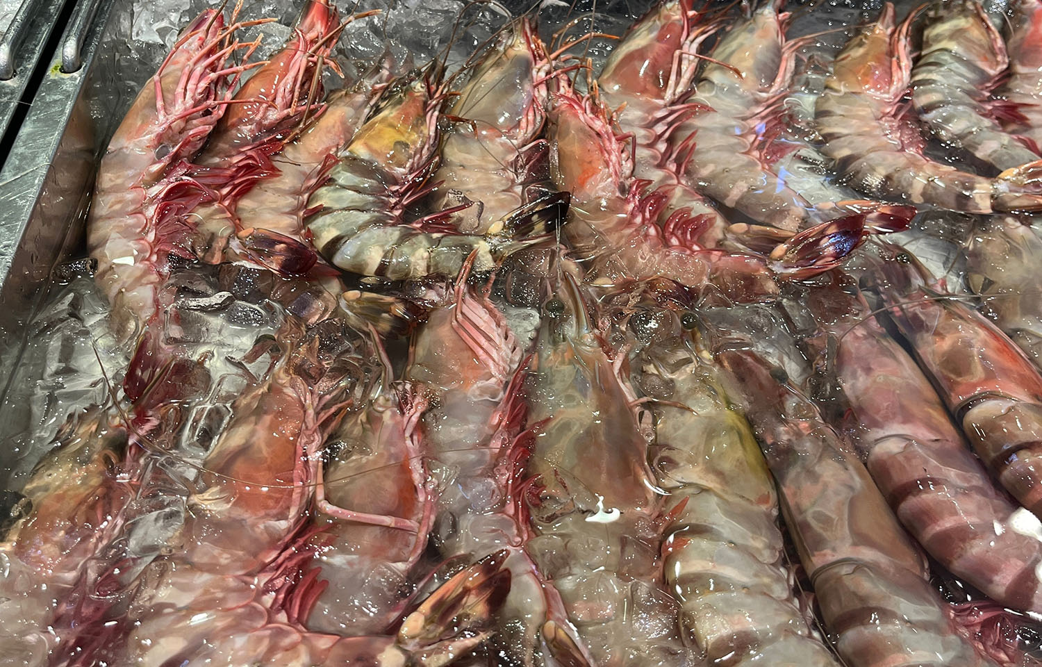 Prawns for sale.