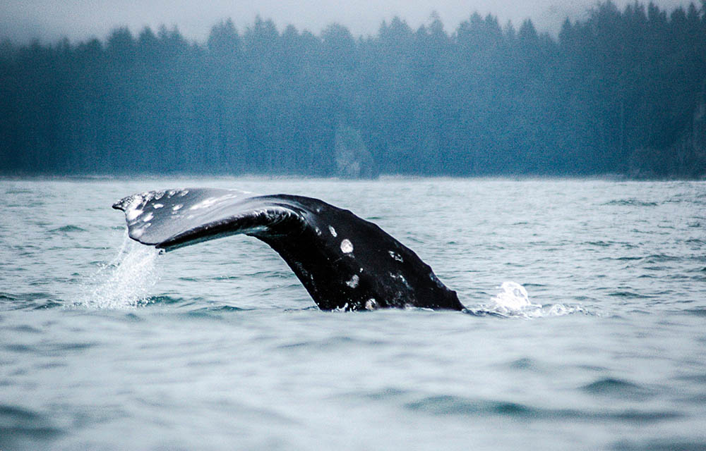 a gray whale taile