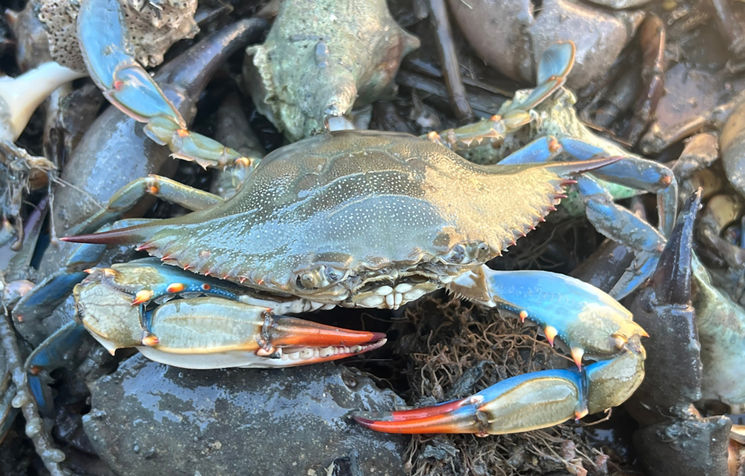 Blue crabs in a trap