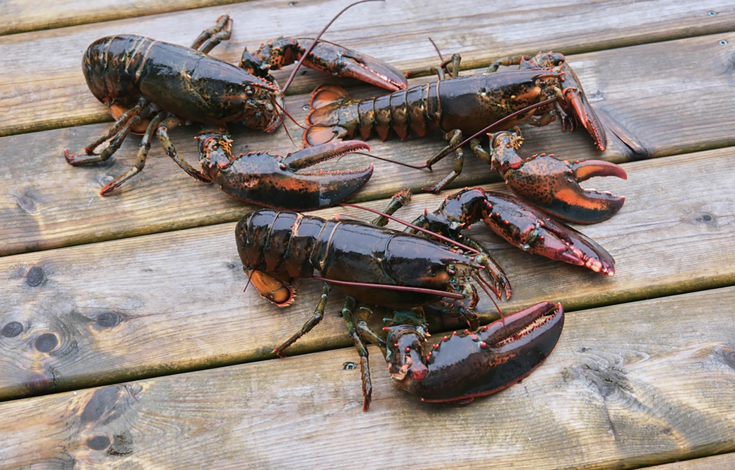 Reduced Chinese tariffs set to benefit Canadian seafood exporters, but obstacles toward sales recovery remain