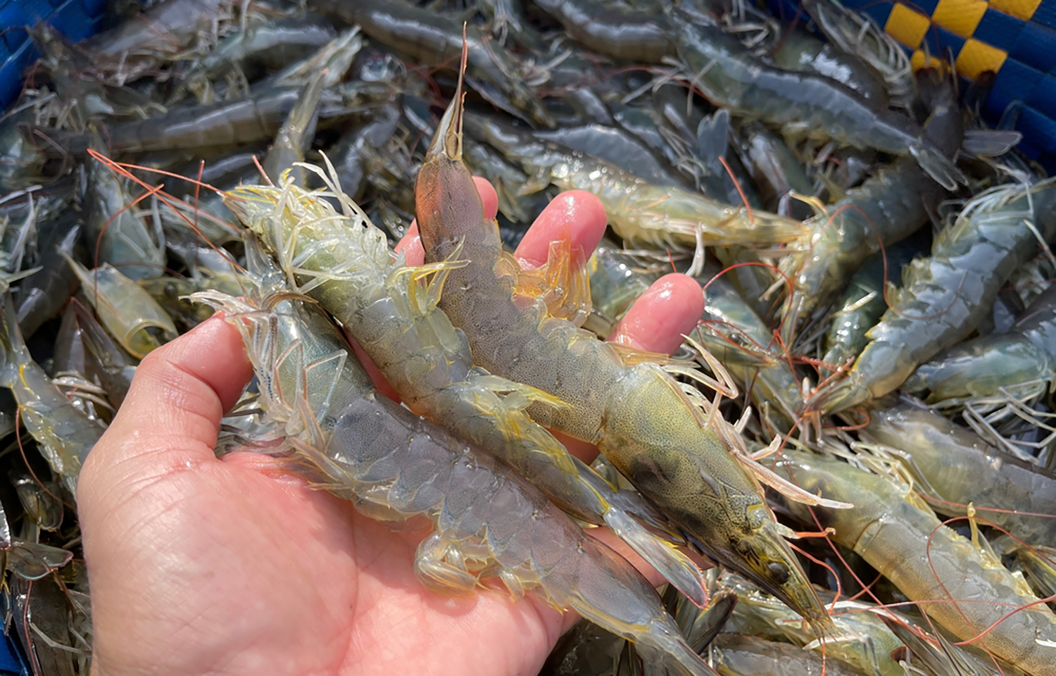 Vietnam seafood companies post strong Q3 results despite reciprocal US tariff