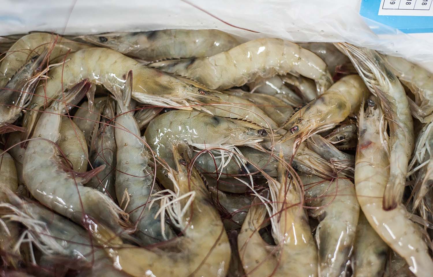 Plummeting sales to China cutting into Ecuador's shrimp exports ...