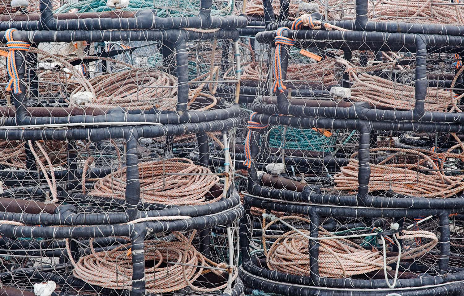A pile of Dungeness crab