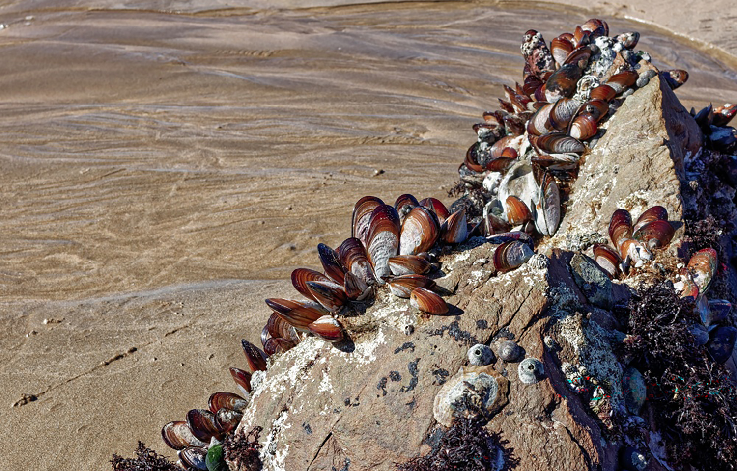 Wild South African mussels