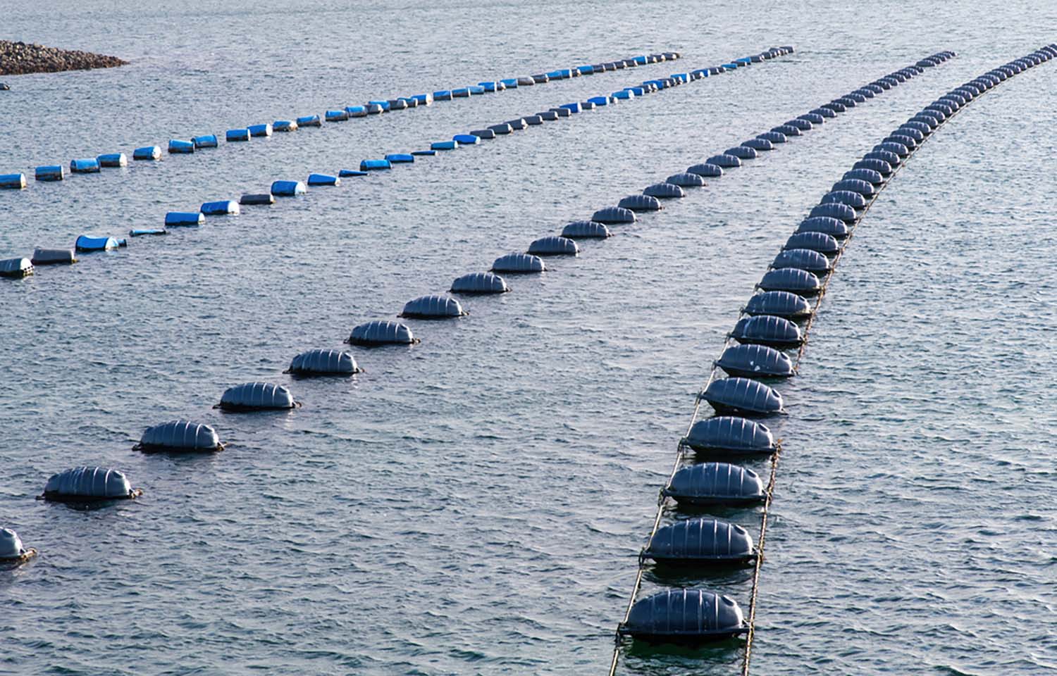 Mollusk farming near Bruinisse, Netherlands