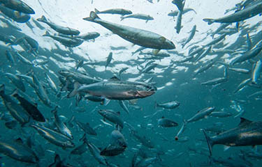 Atlantic salmon grown by Andfjord Salmon.