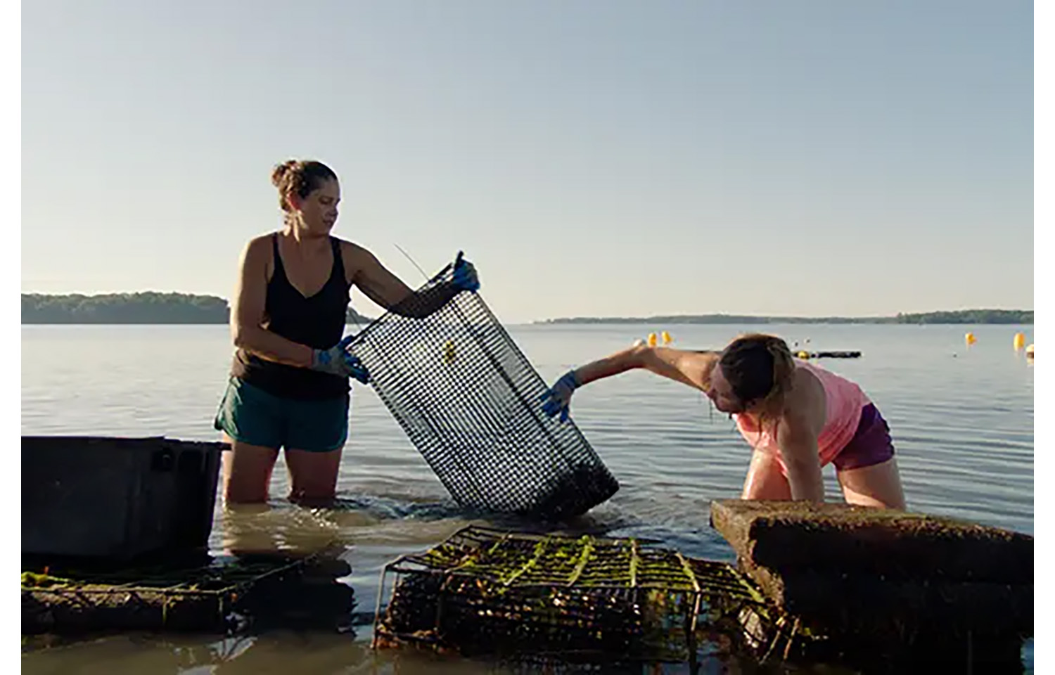 Maine oyster fisheries
