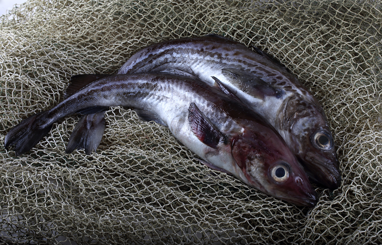 Two Alaska pollock in a net