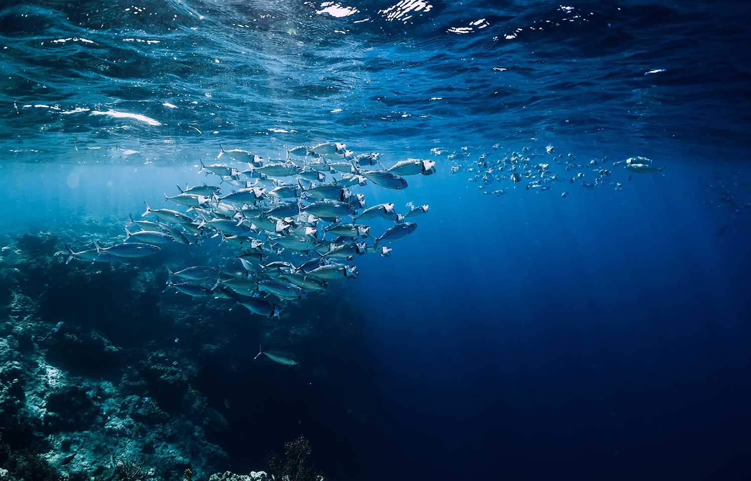 Tuna swimming in a school