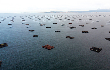 A mussel farm in Galicia, Spain.