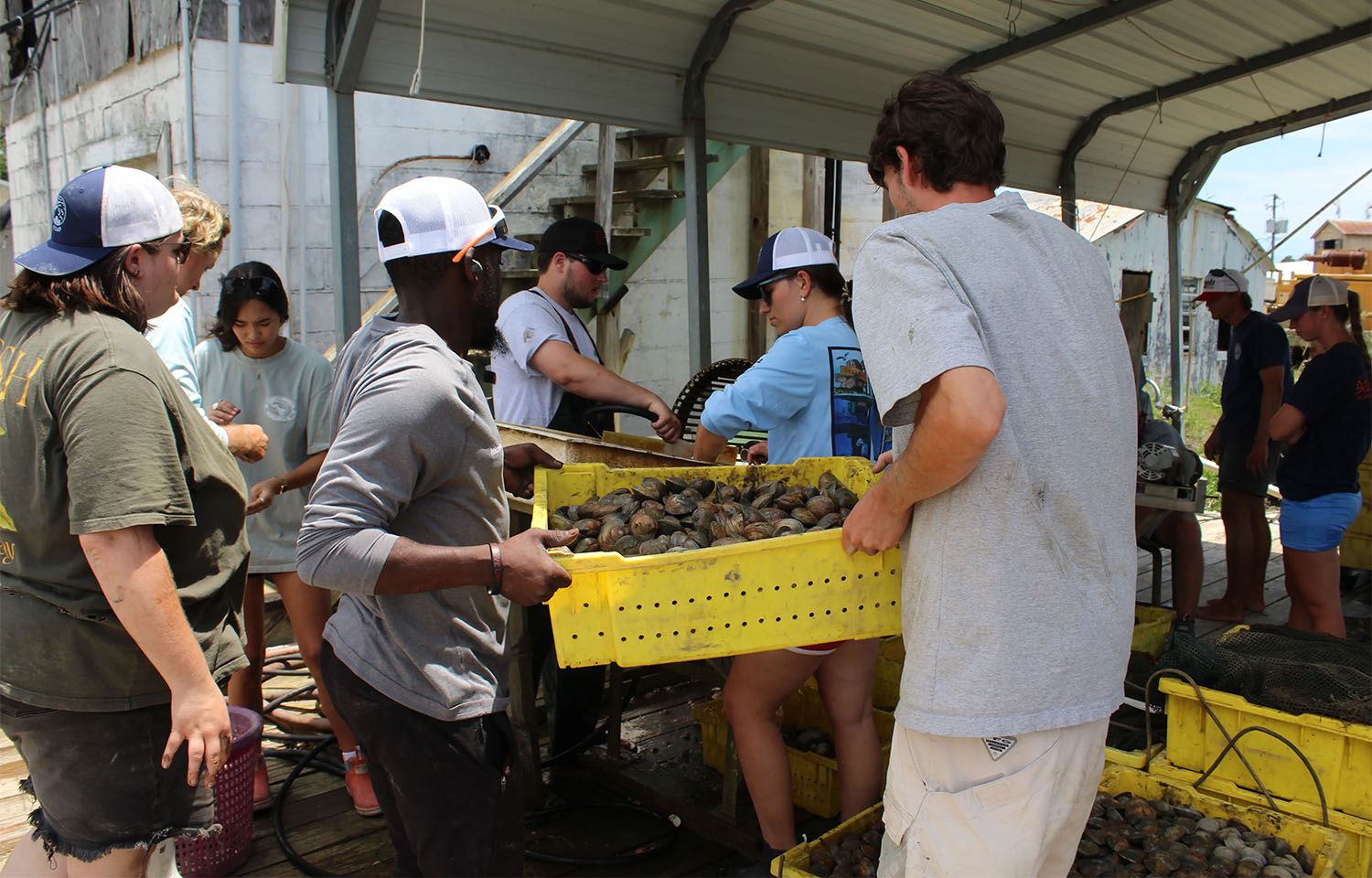 2025 Sea Grant apprentices lifting a tray of freshly harvested clams to be tumbled and graded