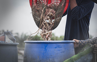 Farmed shrimp being sorted.