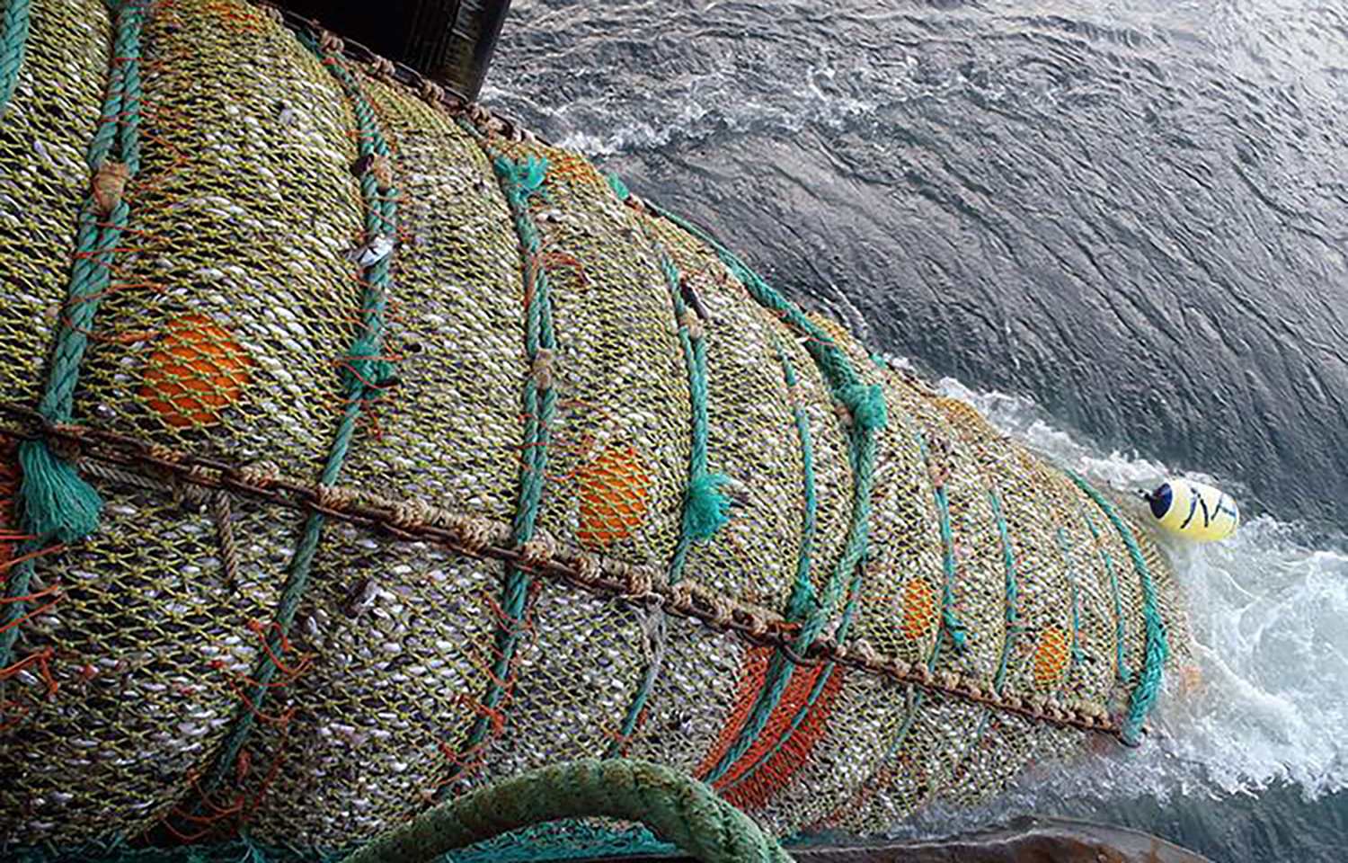 A net hauling in Pacific whiting